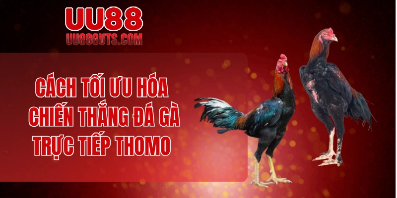 Cách tối ưu hóa chiến thắng đá gà trực tiếp Thomo