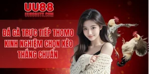 Đá gà trực tiếp Thomo