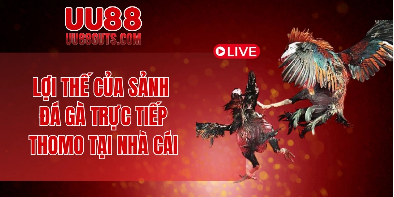 Lợi thế của sảnh đá gà trực tiếp Thomo tại nhà cái