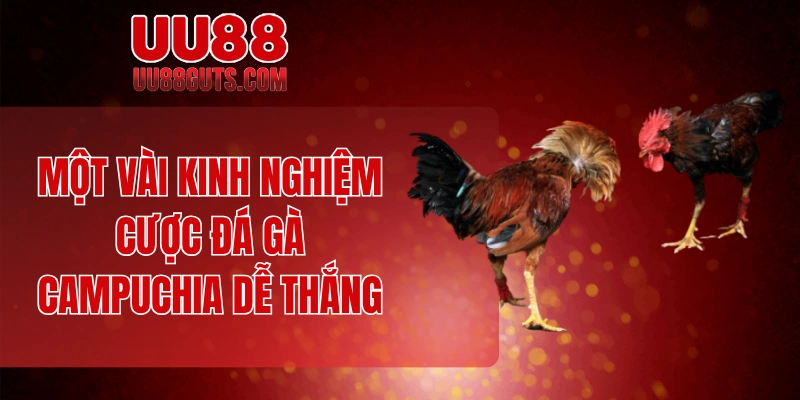 Một vài kinh nghiệm cược đá gà Campuchia dễ thắng