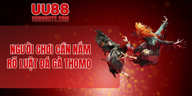 Người chơi cần nắm rõ luật đá gà Thomo