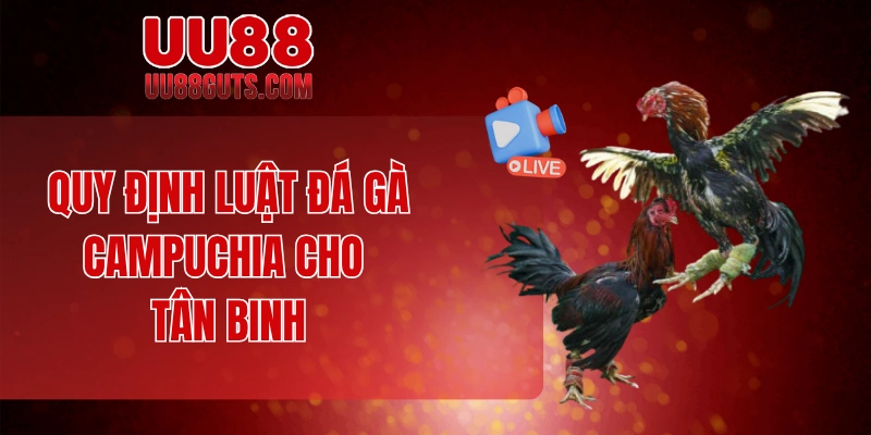 Quy định luật đá gà campuchia cho tân binh