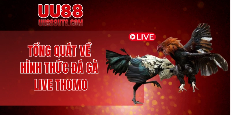 Tổng quát về hình thức đá gà live thomo